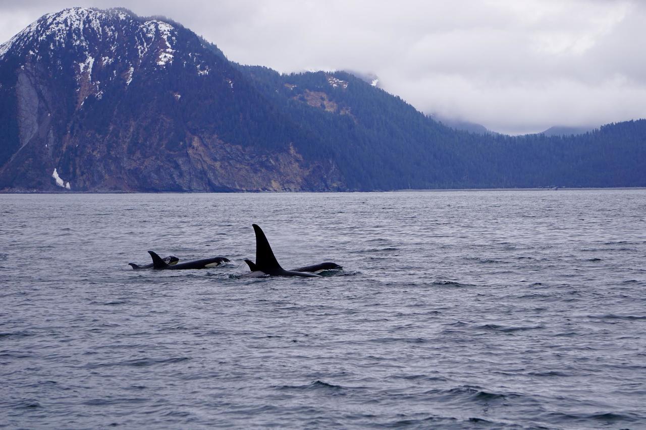 Bear Lake Lodgings B&B, Inc Seward Buitenkant foto